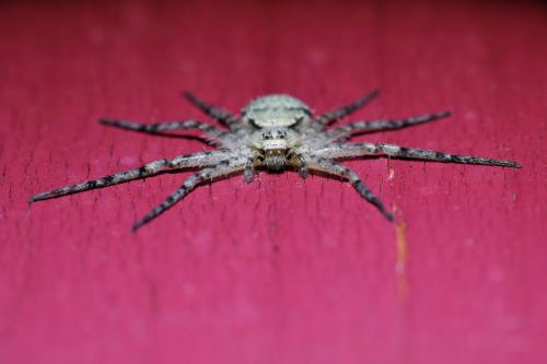 Réf. 330 491 : Philodromus margaritatus